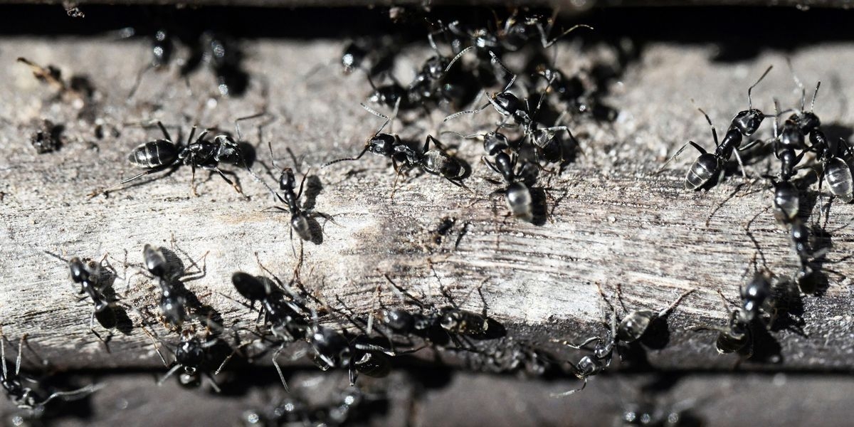 Ameisenplage in Schutterwald