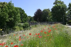 Klatschmohn auf einem Feld